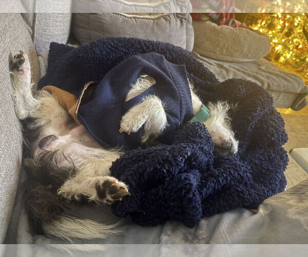 Medium Photo #7 Jack Russell Terrier-Unknown Mix Puppy For Sale in Arlington, VA, USA