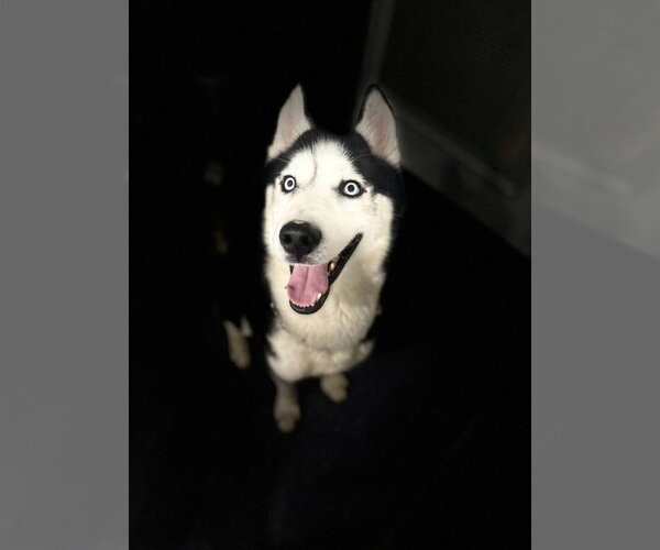 Medium Photo #3 Siberian Husky Puppy For Sale in Walnutport, PA, USA