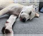 Small #4 Labrador Retriever Mix