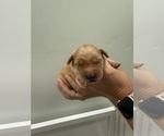 Small #1 Golden Retriever