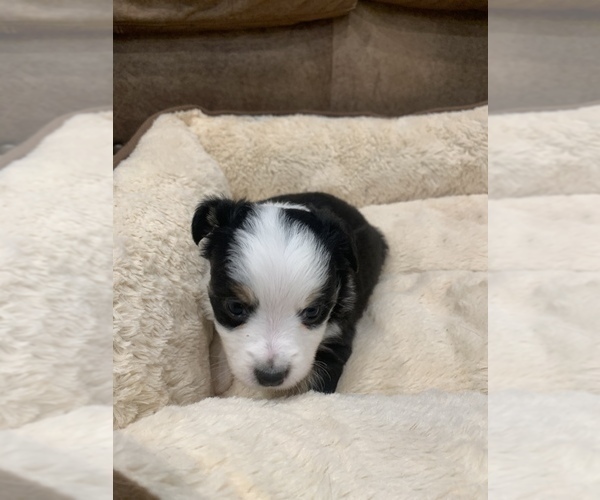 Medium Photo #19 Miniature Australian Shepherd Puppy For Sale in ARDMORE, OK, USA