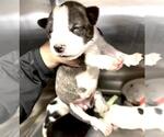 Small #1 Mutt
