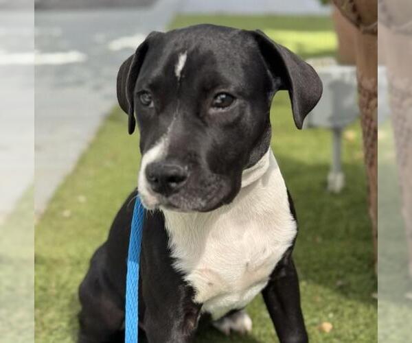 Medium Photo #4 Labrador Retriever-Unknown Mix Puppy For Sale in San Diego, CA, USA