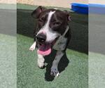 Small Photo #9 Mutt Puppy For Sale in Rockwall, TX, USA