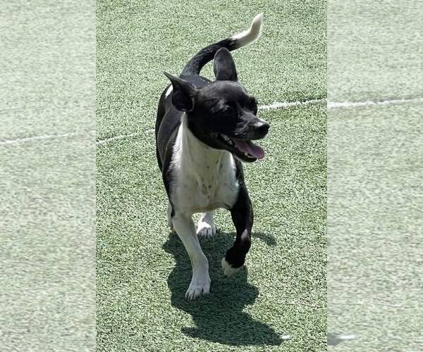 Medium Photo #1 Chihuahua Puppy For Sale in La Verne, CA, USA