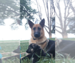 Small Photo #1 German Shepherd Dog Puppy For Sale in SPRING VALLEY, MN, USA