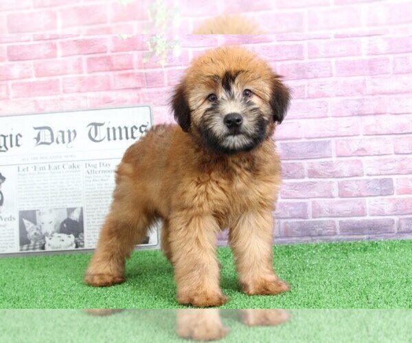Medium Photo #2 Soft Coated Wheaten Terrier Puppy For Sale in BEL AIR, MD, USA