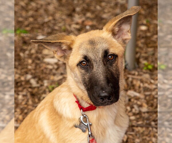 Medium Photo #4 Anatolian Shepherd-Unknown Mix Puppy For Sale in Canton, CT, USA