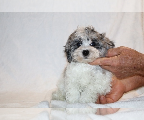 Medium Photo #5 ShihPoo Puppy For Sale in DYERSBURG, TN, USA