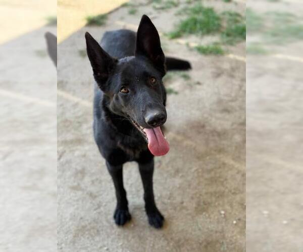 Medium Photo #1 German Shepherd Dog-Unknown Mix Puppy For Sale in Riverside, CA, USA