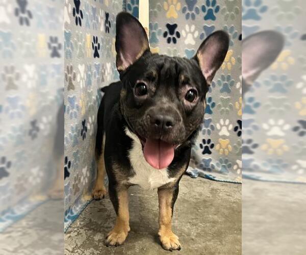 Medium Photo #1 French Bulldog-Unknown Mix Puppy For Sale in Rosenberg, TX, USA