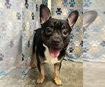 Small French Bulldog Mix
