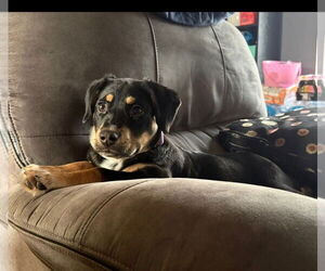 Shepradors Dogs for adoption in Aurora, IN, USA