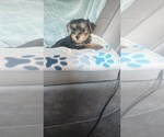 Small Photo #23 Yorkshire Terrier Puppy For Sale in BENSON, NC, USA