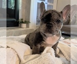 Small Photo #56 French Bulldog Puppy For Sale in GIG HARBOR, WA, USA