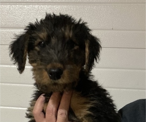 Medium Photo #3 Airedale Terrier Puppy For Sale in OLEAN, NY, USA