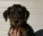 Small Photo #3 Airedale Terrier Puppy For Sale in OLEAN, NY, USA