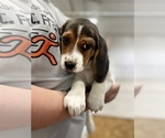 Small Photo #3 Beagle Puppy For Sale in NEW VIENNA, IA, USA