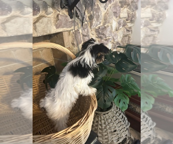 Medium Photo #5 Yorkshire Terrier Puppy For Sale in BRIDGETON, NJ, USA