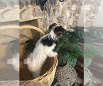 Small #4 Yorkshire Terrier