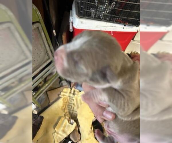 Medium Photo #1 Mutt Puppy For Sale in Houston, TX, USA