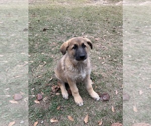 German Shepherd Dog Puppy for sale in SPARTANBURG, SC, USA
