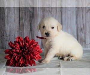 English Cream Golden Retriever Puppy for sale in FREDERICKSBG, OH, USA