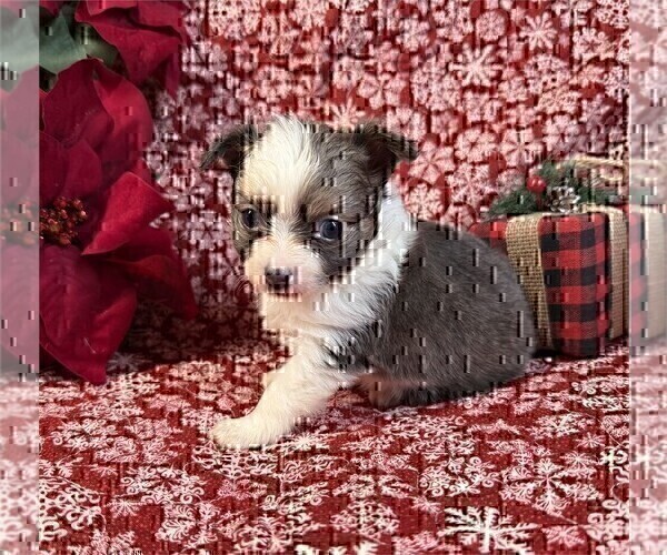 Medium Photo #28 Chihuahua Puppy For Sale in FORT LAUDERDALE, FL, USA