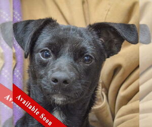 Chiweenie Dogs for adoption in Huntley, IL, USA