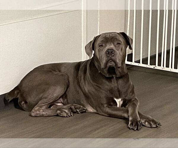 Medium Photo #1 Mutt Puppy For Sale in oakland, FL, USA