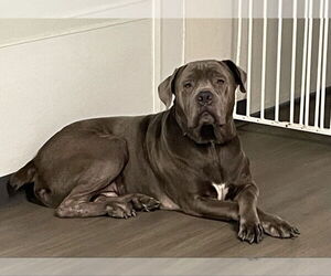 Mutt Dogs for adoption in oakland, FL, USA