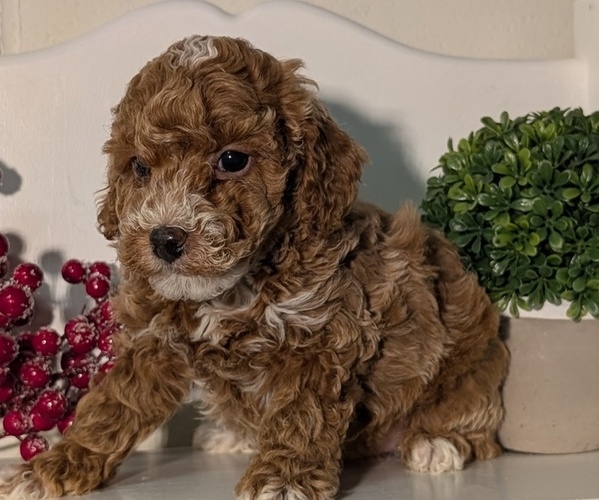 Medium Photo #36 Poodle (Miniature) Puppy For Sale in GOSHEN, IN, USA