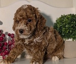 Small #3 Poodle (Miniature)