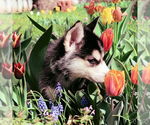 Small #2 Siberian Husky
