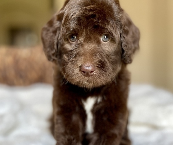 Medium Photo #1 Labradoodle Puppy For Sale in BOERNE, TX, USA