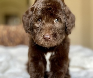 Labradoodle Puppy for sale in BOERNE, TX, USA
