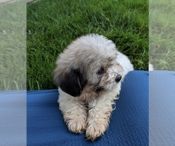 Medium Photo #6 Zuchon Puppy For Sale in FREDERICKSBURG, OH, USA