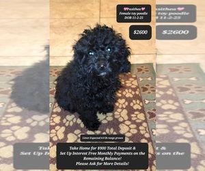 Poodle (Toy) Puppy for sale in TUCSON, AZ, USA