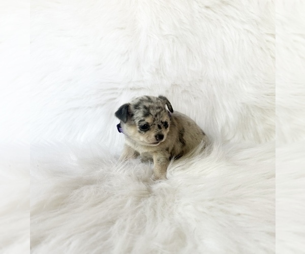 Medium Photo #3 Chihuahua Puppy For Sale in SACRAMENTO, CA, USA