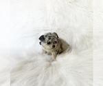 Small #2 Chihuahua