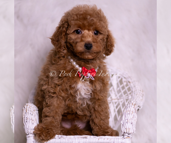 Medium Photo #6 Maltipoo (Miniature) Puppy For Sale in WARSAW, IN, USA