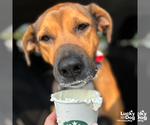 Small #6 Boxer Mix