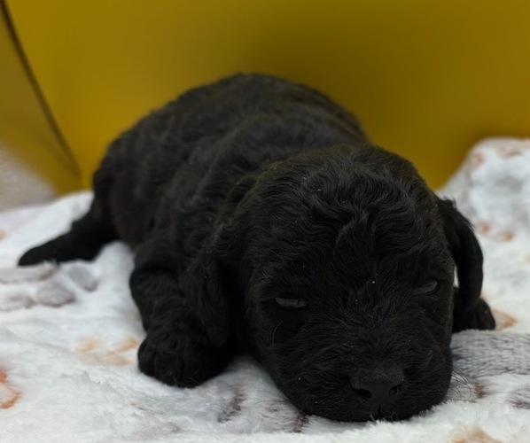 Medium Photo #22 Poodle (Miniature) Puppy For Sale in BLUE MOUND, TX, USA