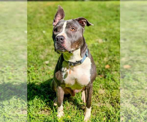 Medium Photo #9 American Pit Bull Terrier-American Staffordshire Terrier Mix Puppy For Sale in Caribou, ME, USA