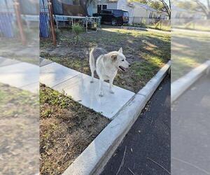 Siberian Husky-Unknown Mix Dogs for adoption in San Antonio, TX, USA
