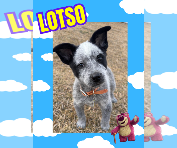 Medium Photo #8 Mutt Puppy For Sale in Sandy, UT, USA