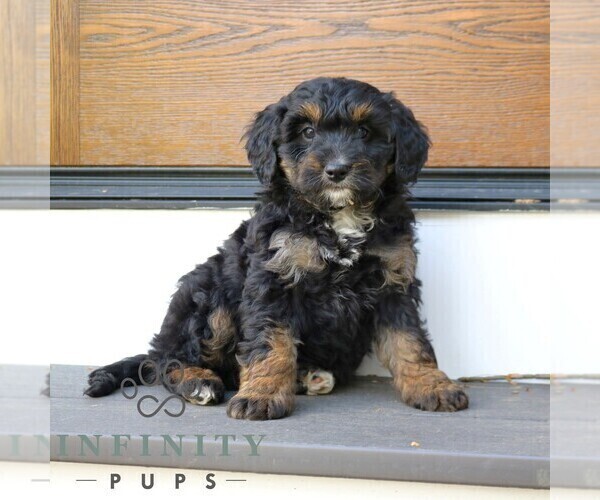 Medium Photo #3 Bernedoodle (Miniature) Puppy For Sale in NARVON, PA, USA