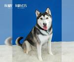 Small #1 Siberian Husky
