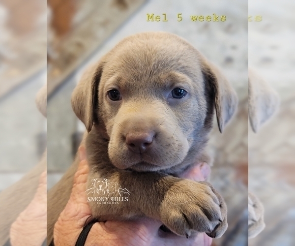 Medium Photo #29 Labrador Retriever Puppy For Sale in POCAHONTAS, IL, USA