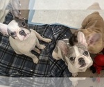 Small Photo #16 French Bulldog Puppy For Sale in VICTORVILLE, CA, USA